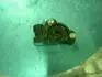 Датчик положения дросельной заслонки (DELPHI) MK, MK2 GEELY 1086001157 (фото 2)